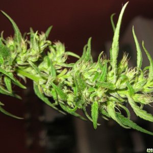 Nanda Devi / 100% Himalayan sativa / harvest