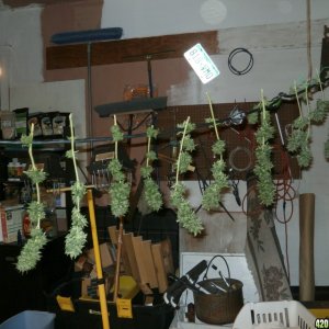 SoilGirl 10-16-14 harvest :)