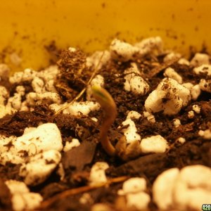 SoilGirl 10-16-14 harvest :)