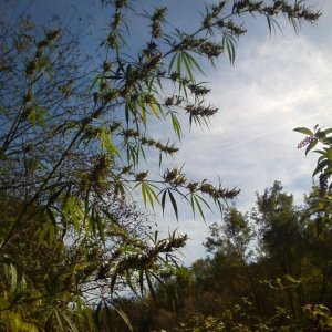 Nanda Devi / 100% Himalayan sativa / just before harvest