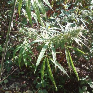 Nanda Devi / 100% Himalayan sativa / just before harvest