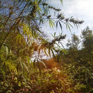 Nanda Devi / 100% Himalayan sativa / just before harvest