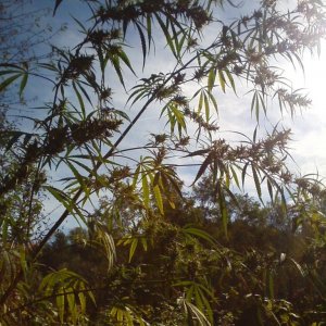 Nanda Devi / 100% Himalayan sativa / just before harvest