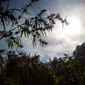 Nanda Devi / 100% Himalayan sativa / just before harvest