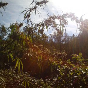 Nanda Devi / 100% Himalayan sativa / just before harvest