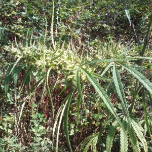 Nanda Devi / 100% Himalayan sativa / just before harvest