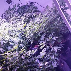 Lush LED Grown Photos