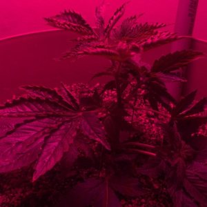 Antics Big Bang LED Grow