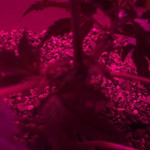 Antics Big Bang LED Grow