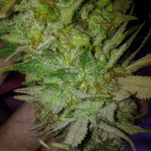 Lush LED Grown Photos