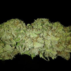 Lush LED Grown Photos