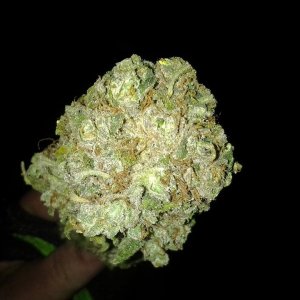 Lush LED Grown Photos