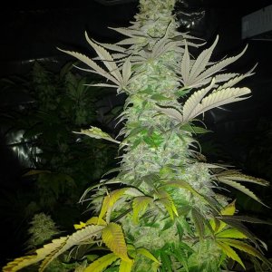 Lush LED Grown Photos