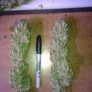 Lush LED Grown Photos