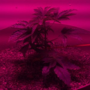 Antics Big Bang LED Grow