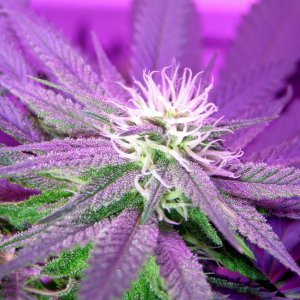 Lush LED Grown Photos