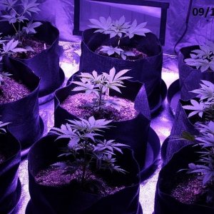 Lush LED Grown Photos