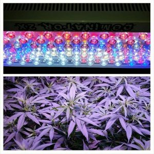 Lush LED Grown Photos