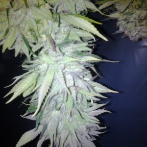 Lush LED Grown Photos