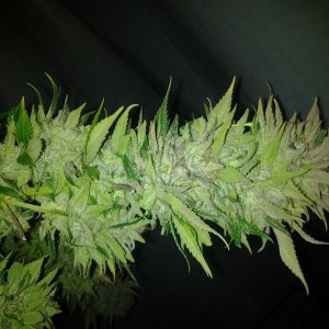 Lush LED Grown Photos