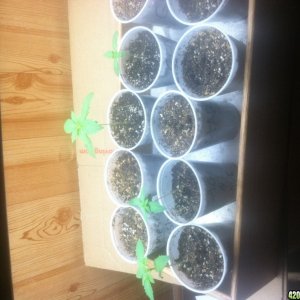 Seedlings