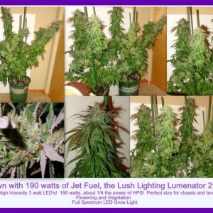 Lush LED Grown Photos