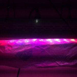 Antics Big Bang LED Grow