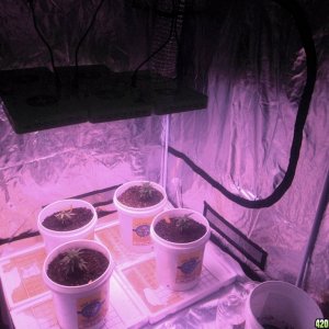 Plants switched from CFL to LED