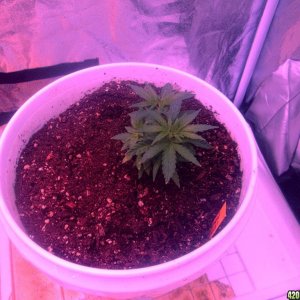 Plants switched from CFL to LED