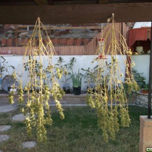 Harvesting Two Pure Kush