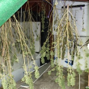 Harvesting Two Pure Kush