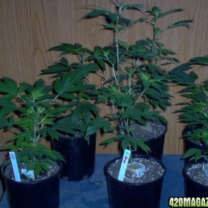 6 of my clones. big one is bluebarry,mmm i can smell it