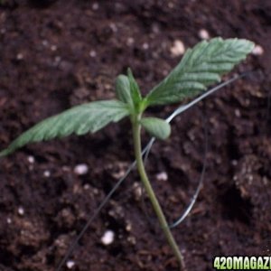 Grow Pics Round 2 Plant 1