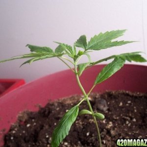 Grow Pics Round 3