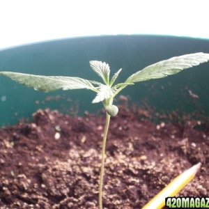 Grow Pics Round 3