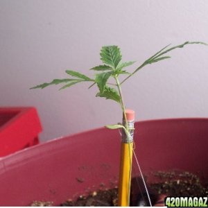 Grow Pics Round 3