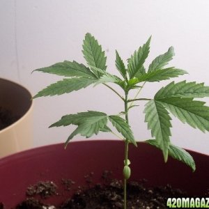 Grow Pics Round 4