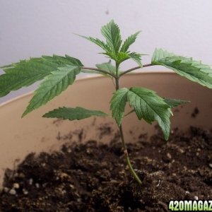 Grow Pics Round 4