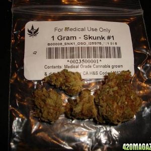 Skunk #1