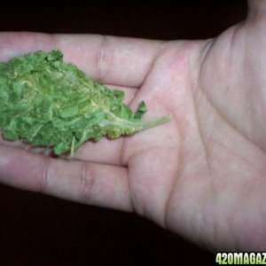 Compressed Mexican buds