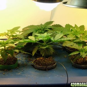 Grow Journal updates