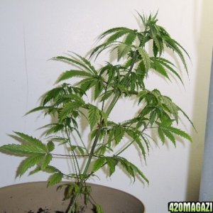 Grow Pics Round 5