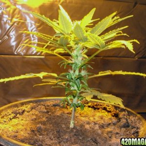 Grow Journal updates