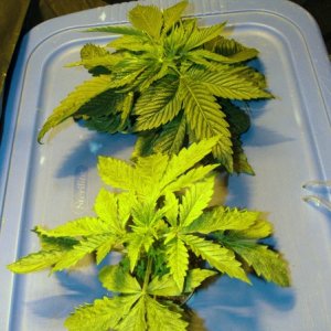 Grow Journal updates