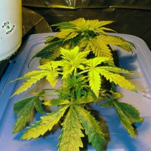 Grow Journal updates