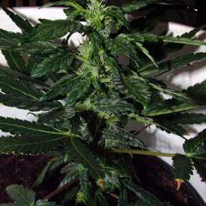 Grow Journal updates