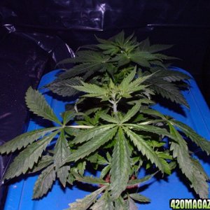 Grow Journal updates