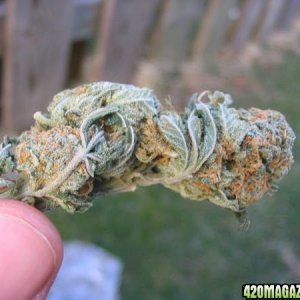 pretty bud