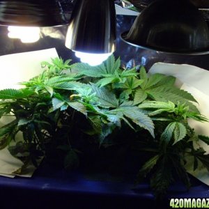 Grow Journal updates