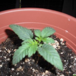 my first grow